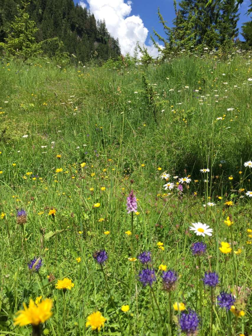 Emmentaler Gipfel Wachthubel